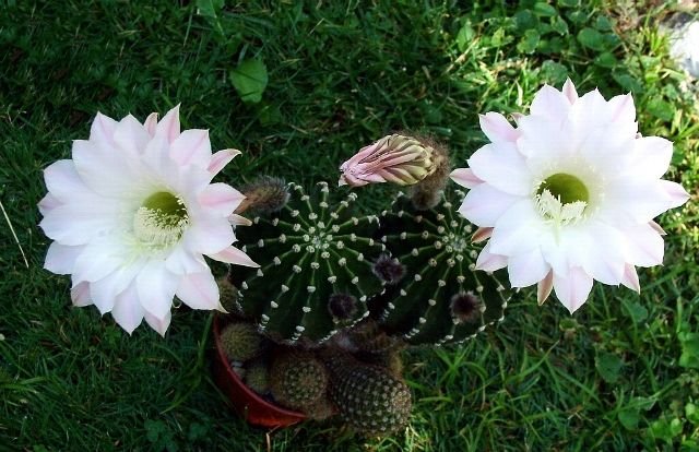 Echinopsis _eyriesii _13